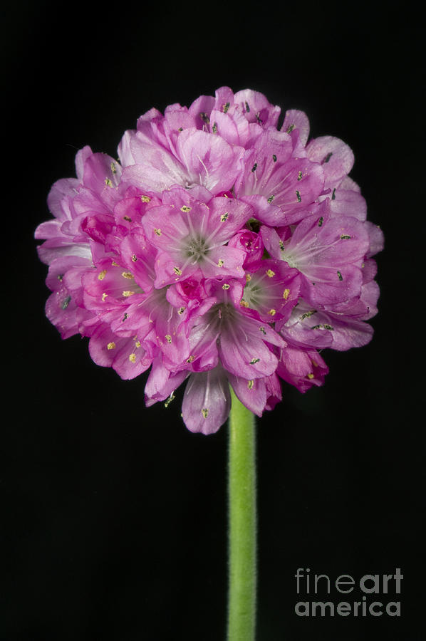 Flower Photograph - Nigel Cattlin by Thrift Flower