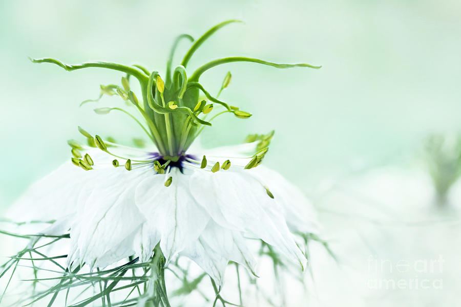 Spring Photograph - Nigella damascena Double White  by Onelia PGPhotography