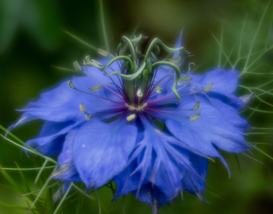 Blue Flower Photograph - Nigella damascena by Greg Nyquist