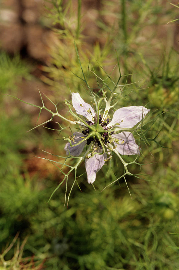 Nature Photograph - Nigella Sativa Flower by Sally Mccrae Kuyper/science Photo Library