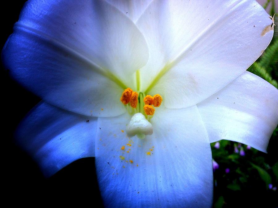 Night and Day Lilly  Photograph by John  Duplantis