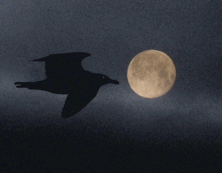 Night Bird Photograph by Mark Alan Perry
