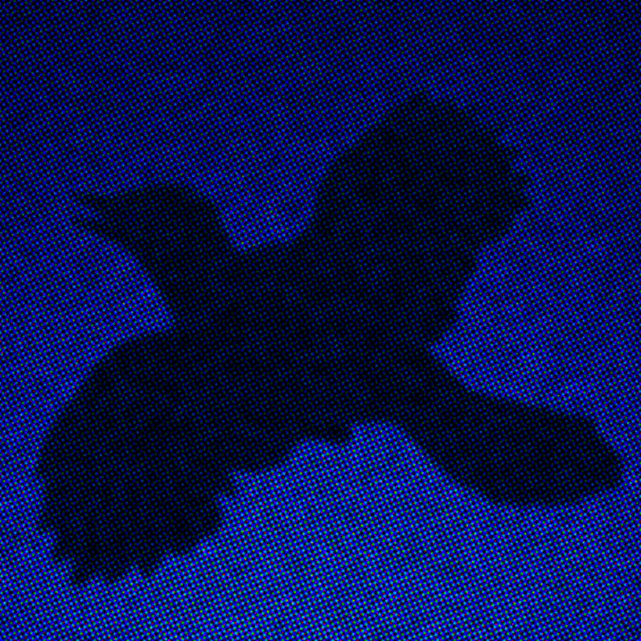 Night Bird Painting by Steve Fields
