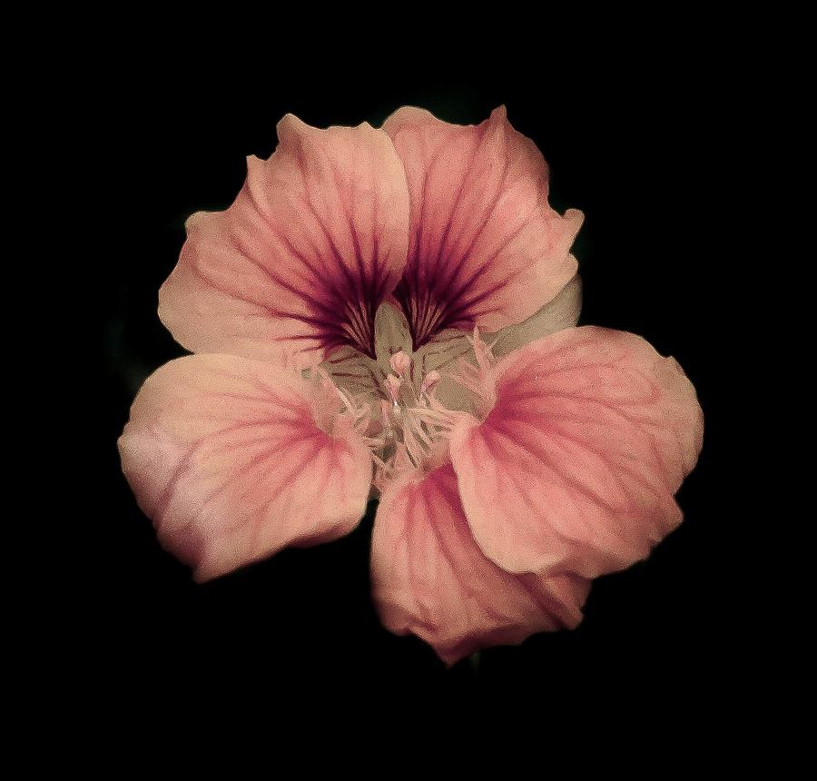 Night Bloom Photograph by Craig Watanabe