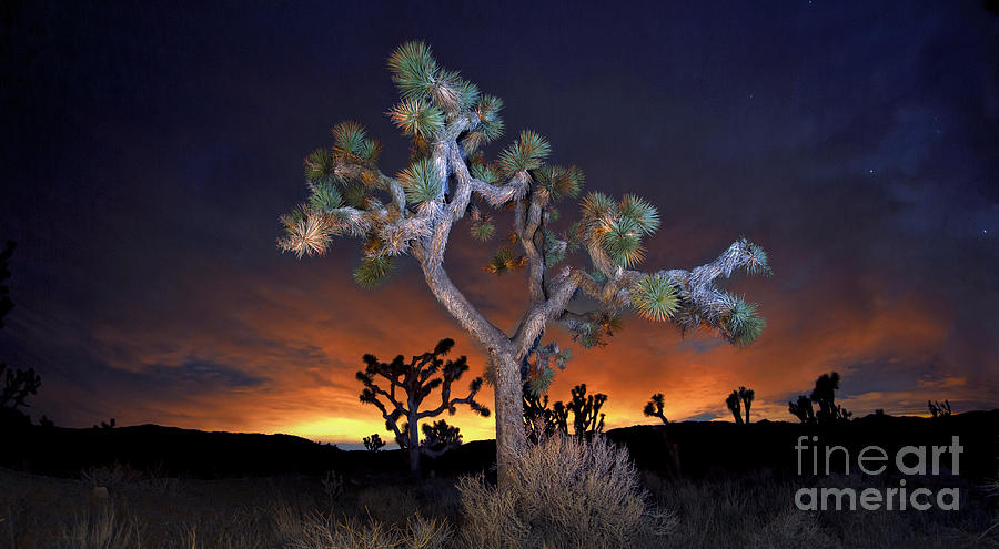 Joshua Tree National Park Photograph - Night Bloom by Marco Crupi