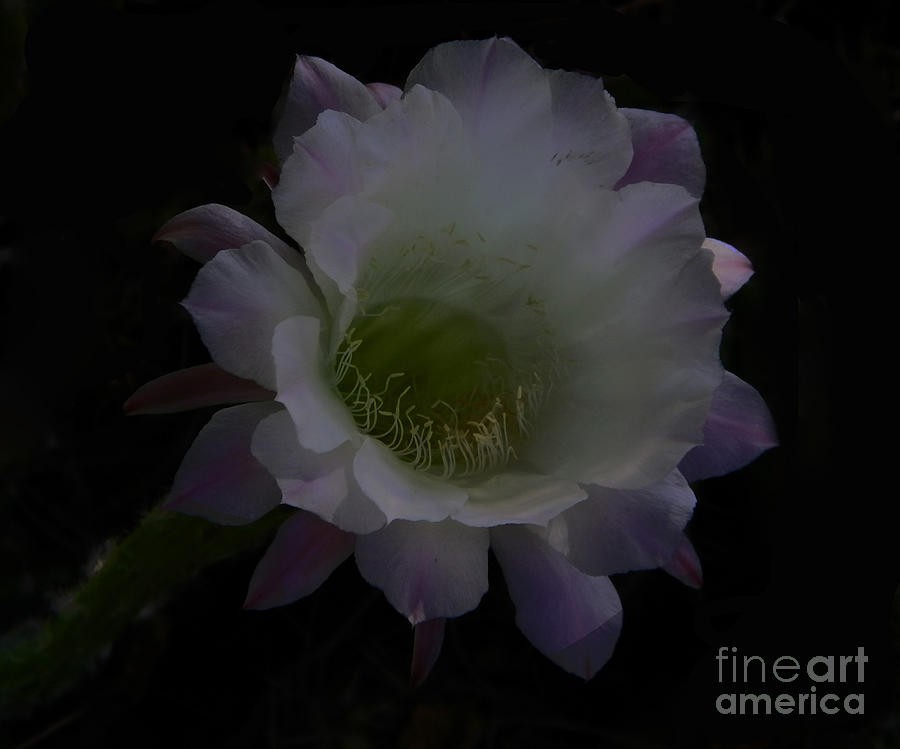 Night Bloomer in Purple Photograph by Ruth Jolly
