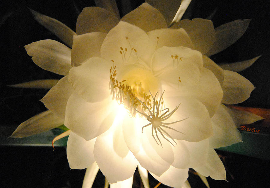 Light Blooming Cereus Photograph by Vallee Johnson