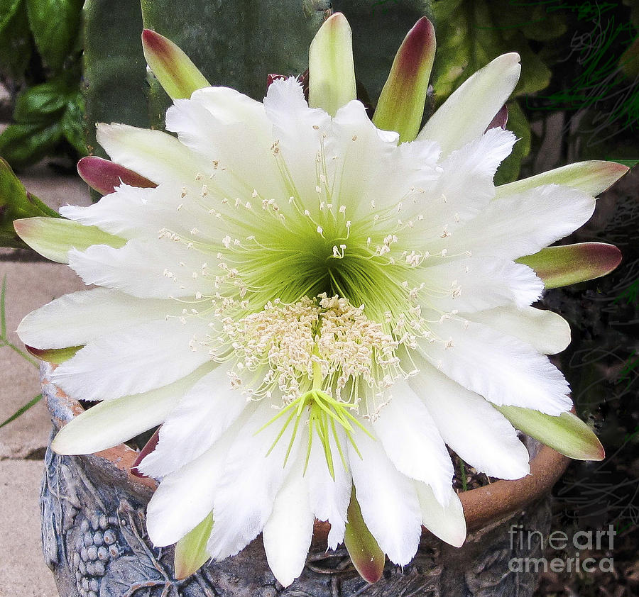 Night Blooming Cactus Flower  Photograph by L J Oakes