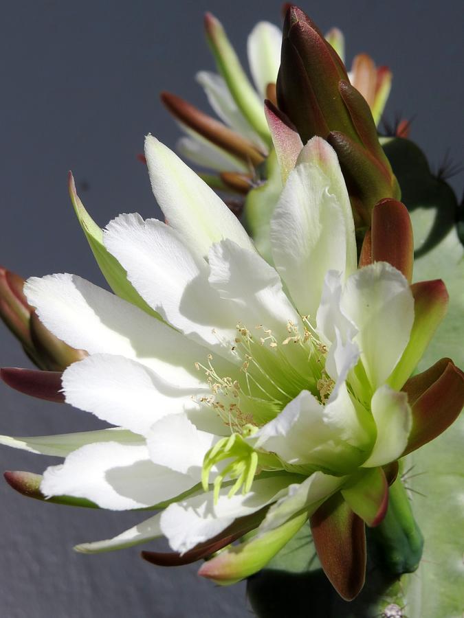 Night blooming Cactus Photograph by Zina Stromberg