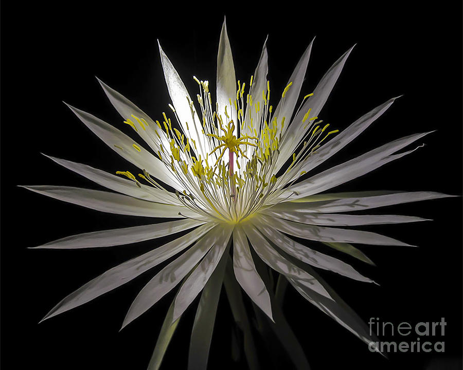 Night-Blooming Cereus 1 Photograph by Gerald Grow