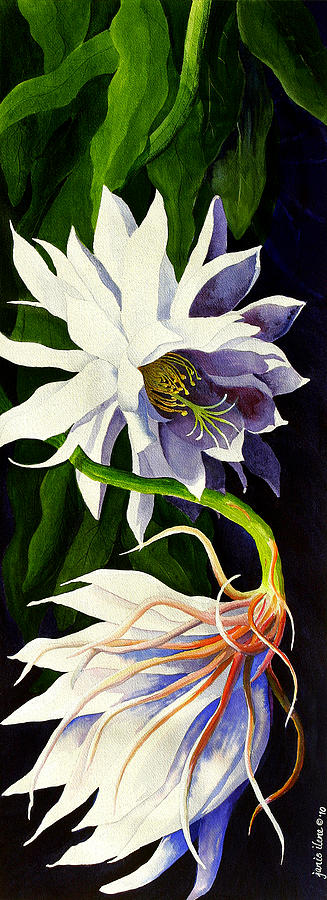 Night Blooming Cereus Painting by Janis Grau