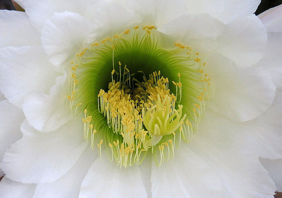 Night Blooming Cereus Photograph by Marilyn McFarlin Night Blooming Cereus Photograph by Marilyn McFarlin