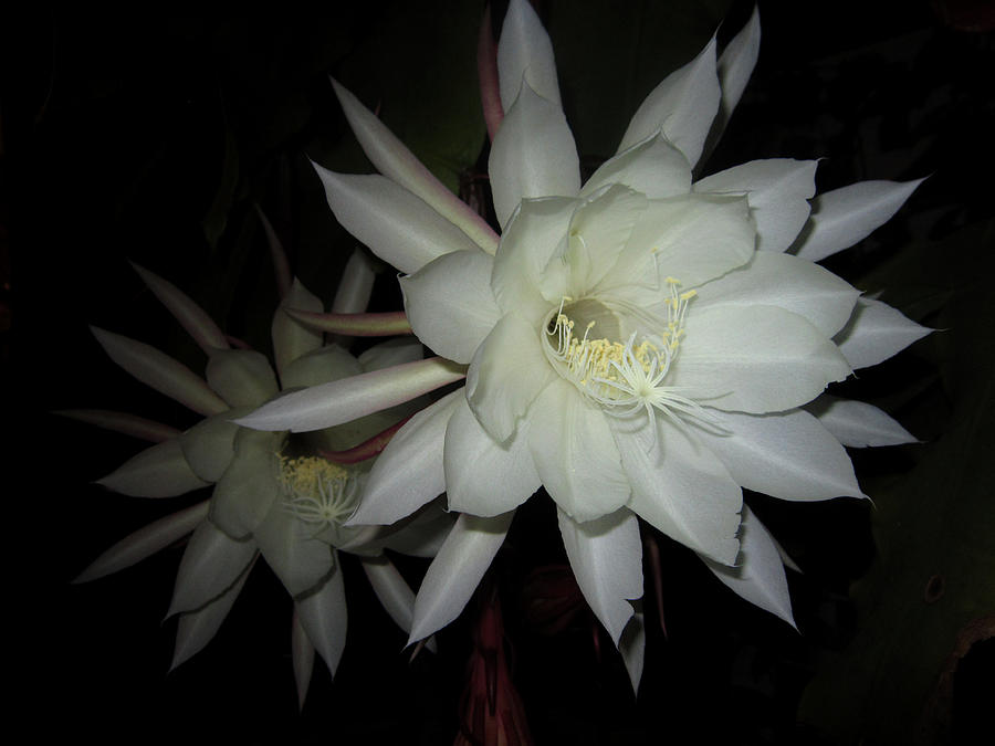 Night-Blooming Cereus Photograph by Steve Fields