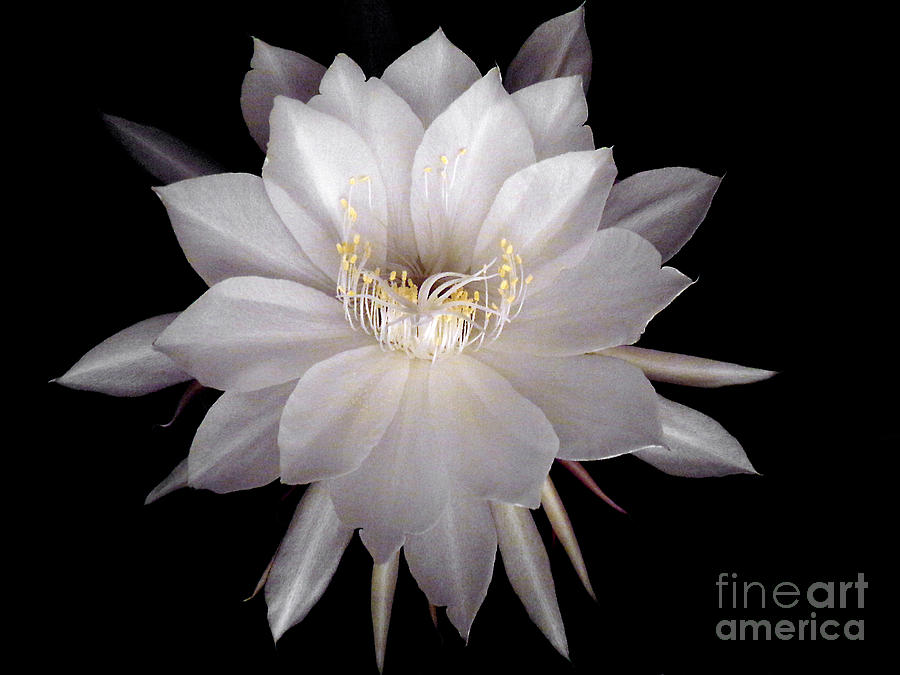 Night Blooming Cereus Photograph