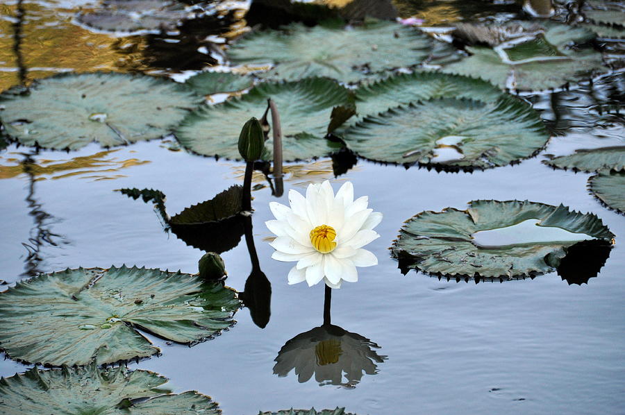 #night Blooming Water Lily Photograph by Cornelia DeDona