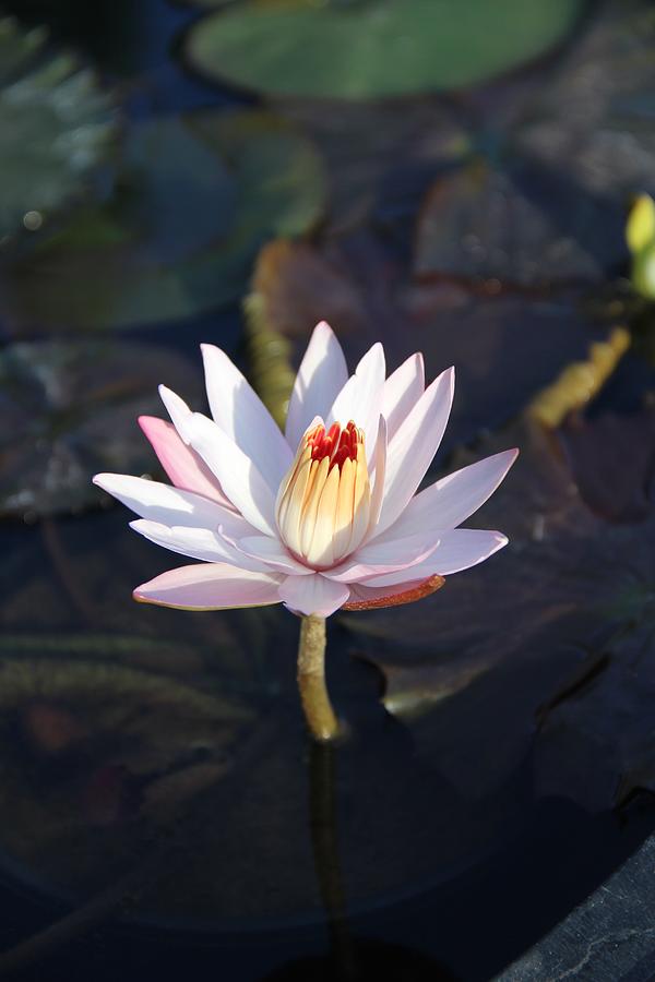 Night Blooming Water Lily Photograph by Deanne Rotta - Fine Art America