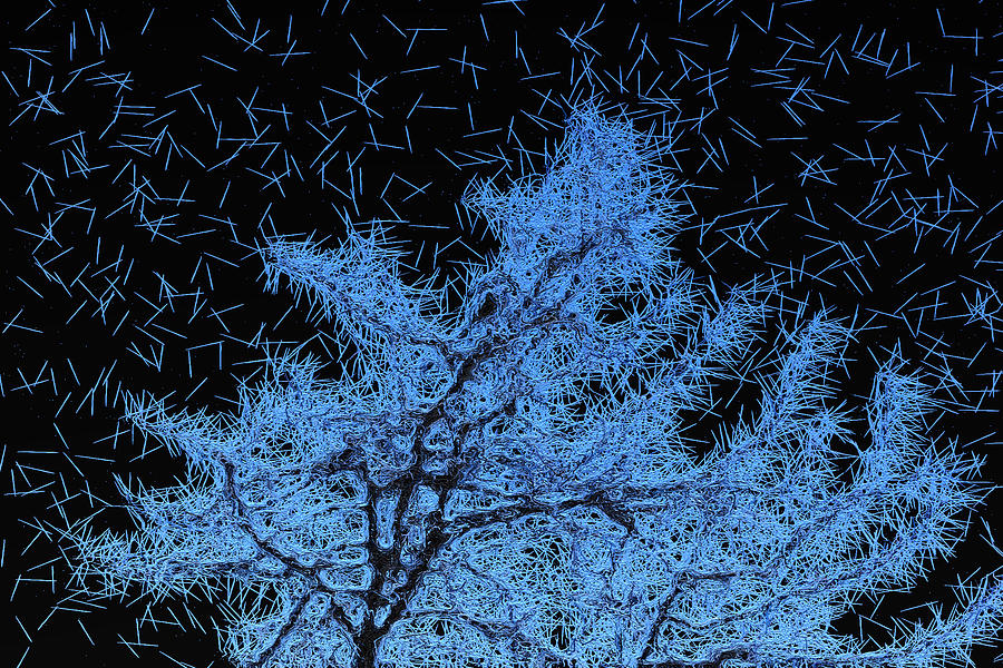 Night Blue Cherry Blossoms Photograph by Mark J Dunn