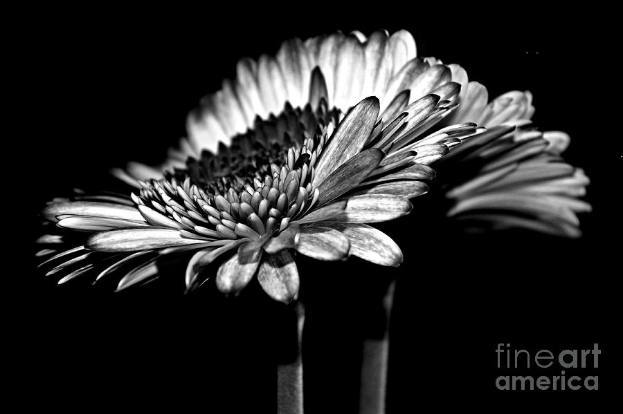 Daisy Photograph - Night by Clare Bevan