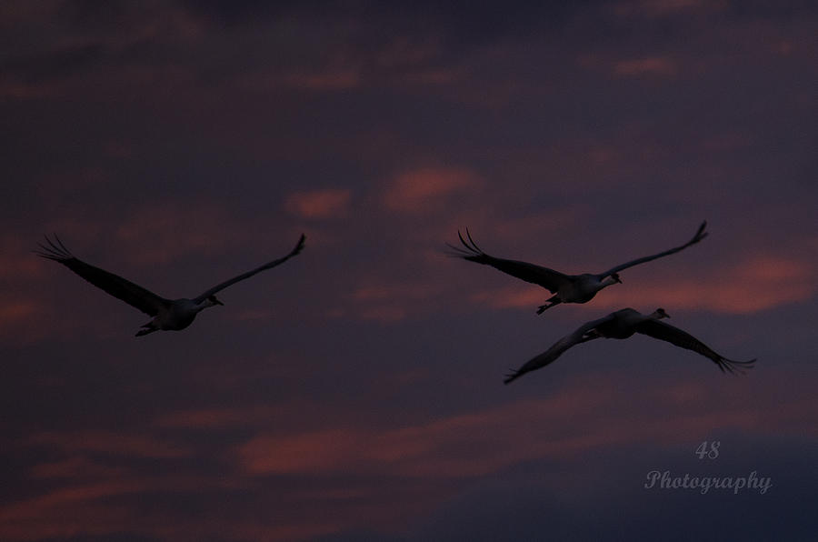 Night Cranes Photograph by Brian Manley