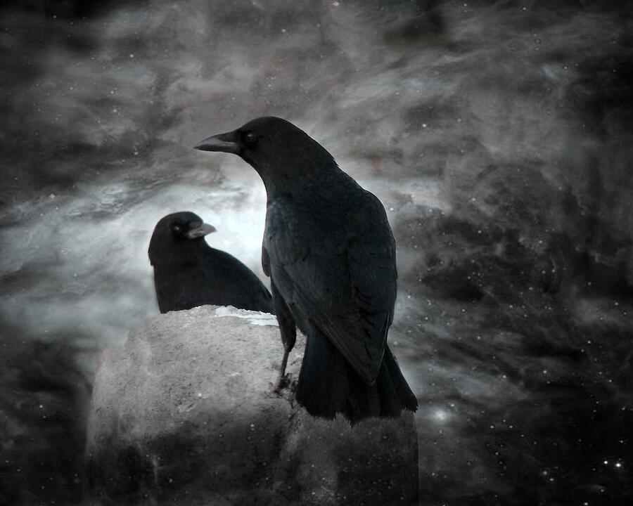 Crows On A Mysterious Night Photograph by Gothicrow Images