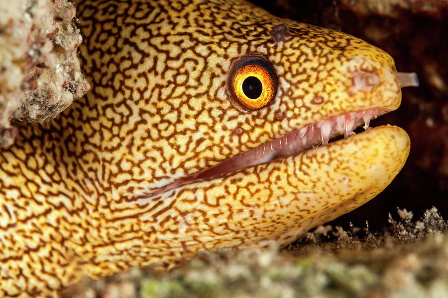 Night Dive Photograph Of Goldentail Eel Photograph by James White - Pixels