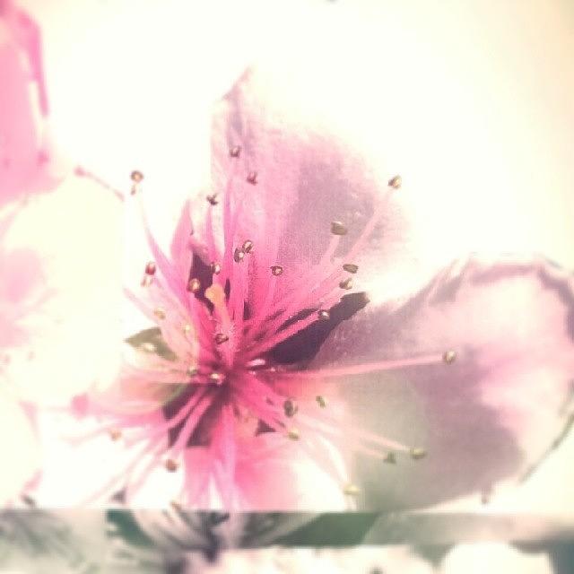 Night Dreams Of A Plum Blossom Photograph by Katrise Fraund