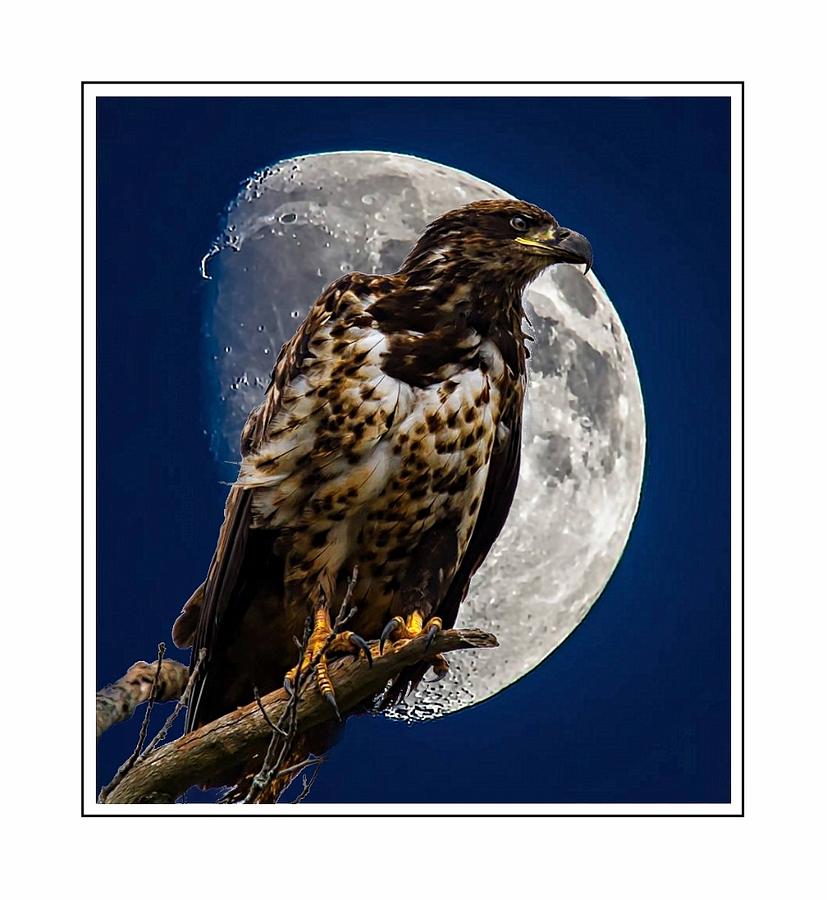 Night Eagle Photograph by Ed Dawson