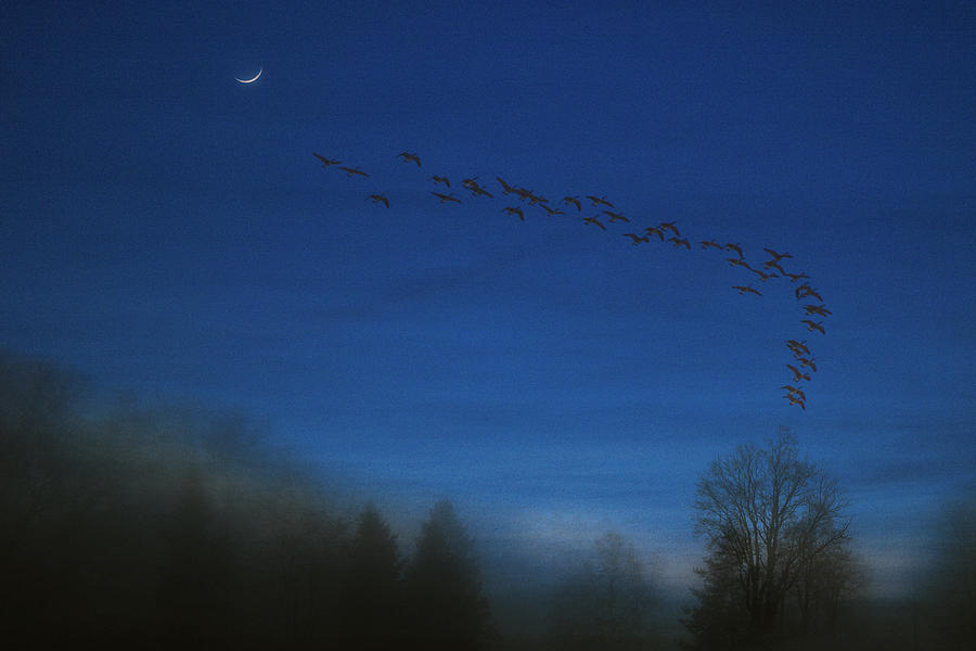 Night Escape Photograph by Daniel Martin