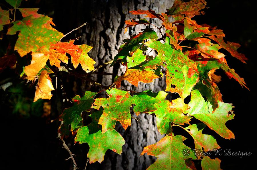 Fall Photograph - Night Fall by Terri K Designs