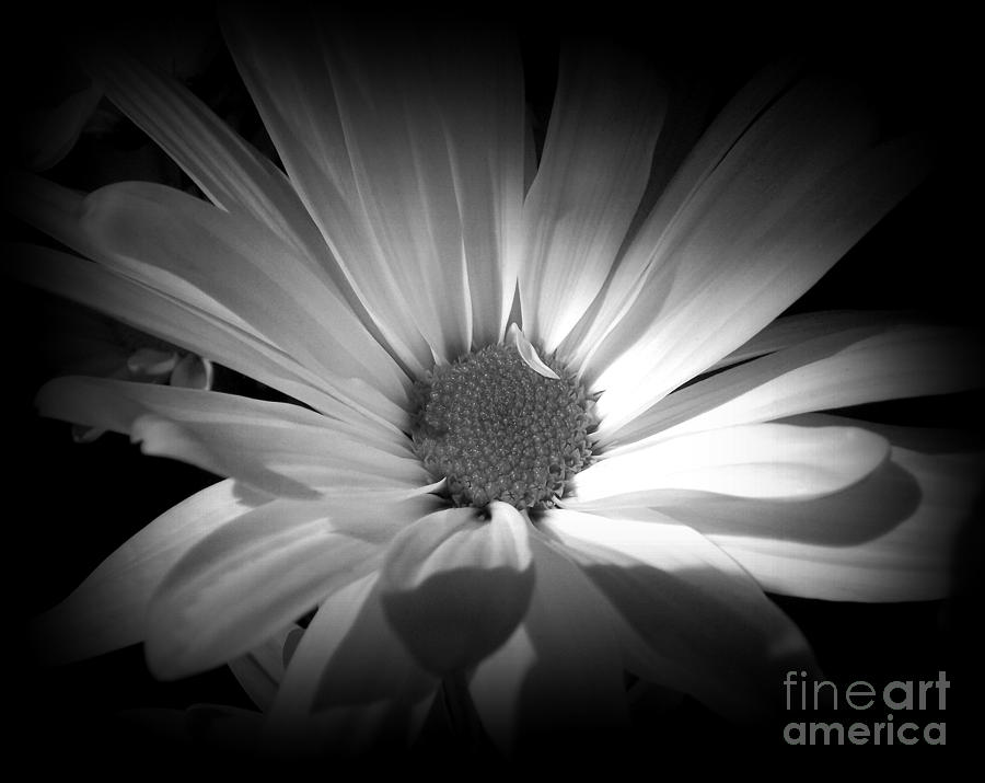 Night Flower - Daisy Photograph by Miriam Danar