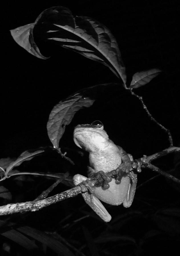 Frog Photograph - Night Frog by Sarah Pemberton