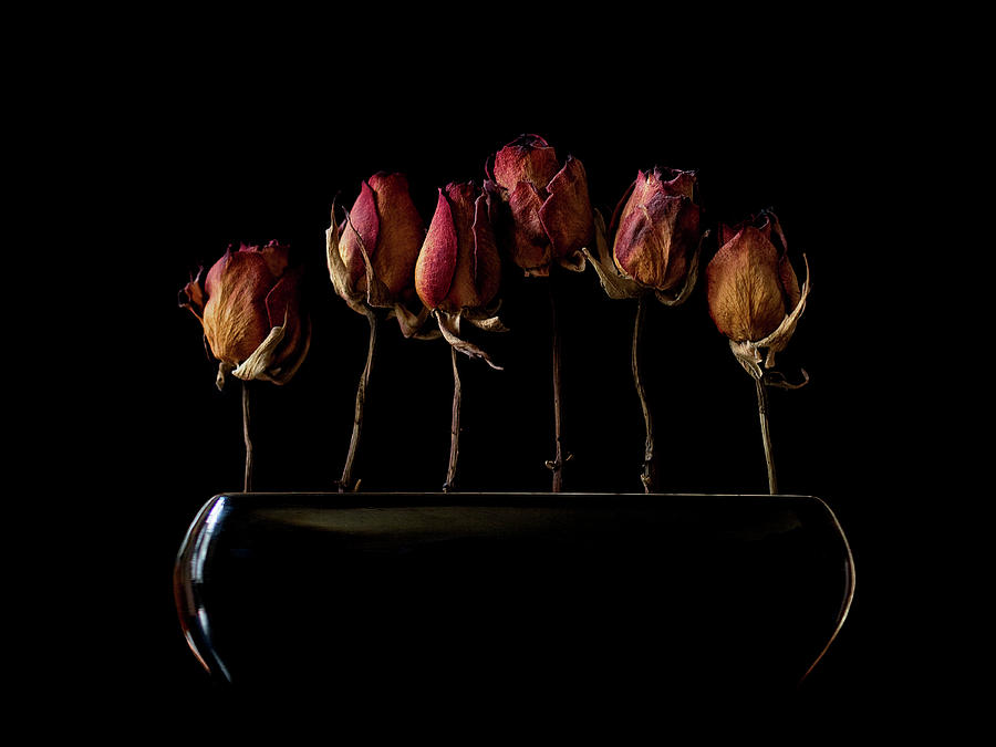 Rose Photograph - Night Garden by Jeffrey Hummel