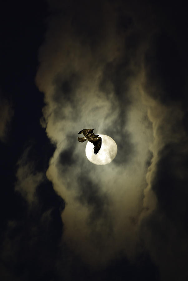 Hawk Photograph - Night Hawk by Dale Stillman