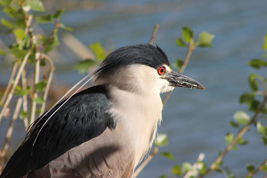 Night Heron 7 Photograph by Emris Photography - Fine Art America