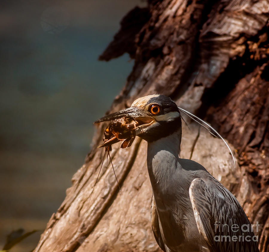 Heron Photograph - Night Heron and Crawdaddy by Robert Frederick