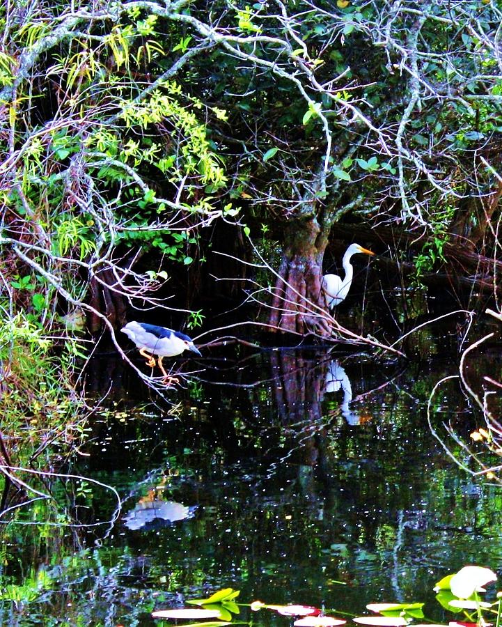 Night Heron And Great Egret Photograph