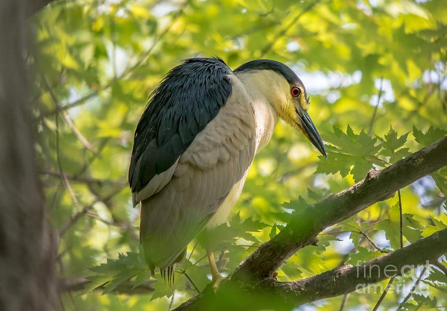 Night Heron at Rest Photograph by Cheryl Baxter