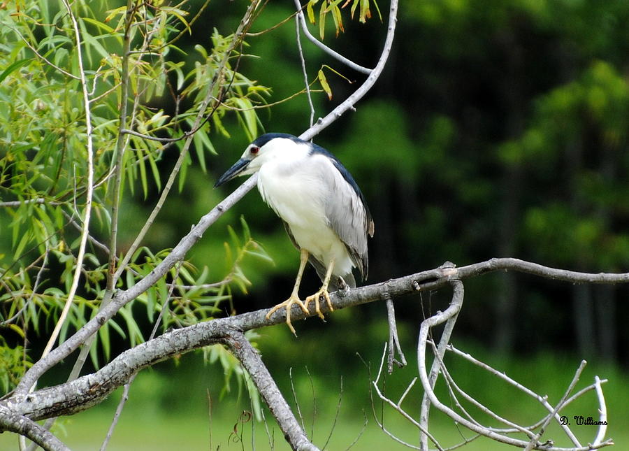 Night Heron at Willow Pond Photograph by Dan Williams