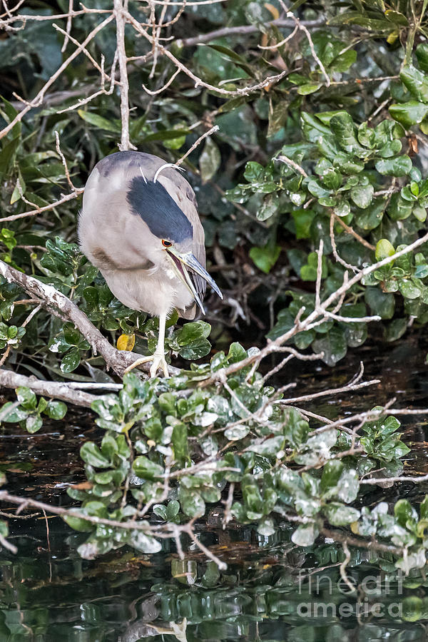 Night Heron Calling Photograph by Kate Brown