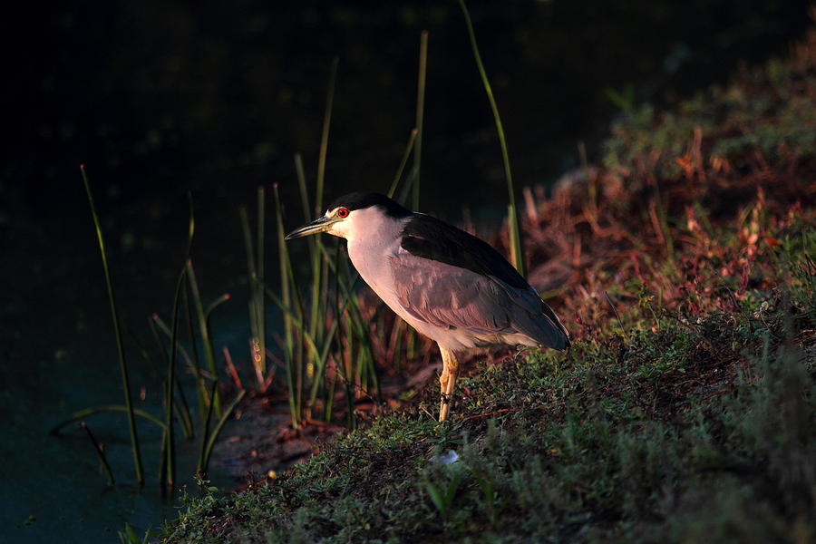 Night Heron  Photograph by Duncan Selby