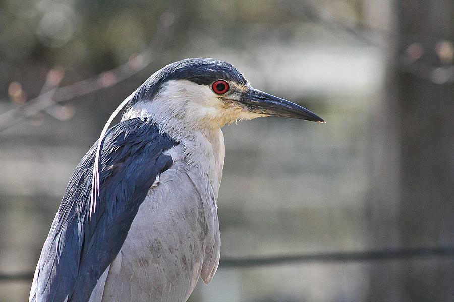 Night Heron in the day Photograph by Jessica Brown