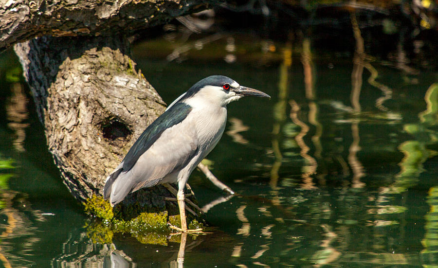 Night Heron Photograph by Kevin Dietrich