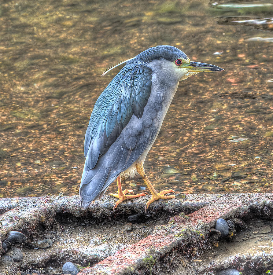 Night Heron Photograph by Mike Gifford