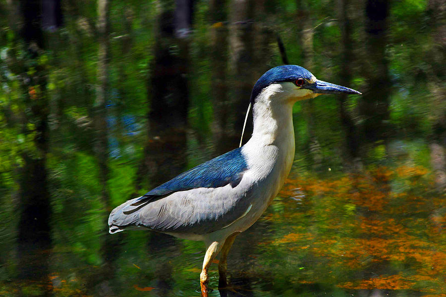 Night Heron Nycticorax nycticorax 02 Photograph by Andy Lawless