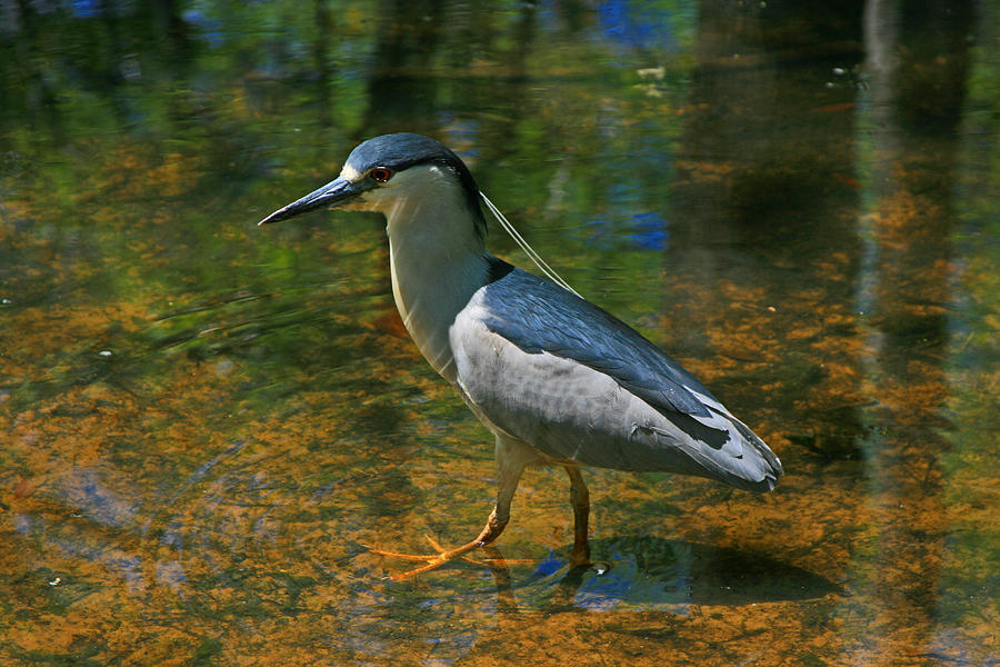Night Heron Nycticorax nycticorax  Photograph by Andy Lawless