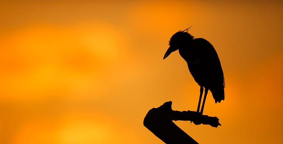 Night Heron Silhouette Photograph by Andres Leon
