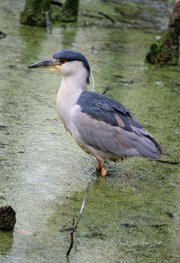 Night Heron Photograph by Suzanne Gaff