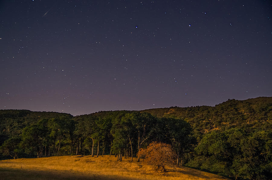 Tree Photograph - Night Landscape by Marc Crumpler