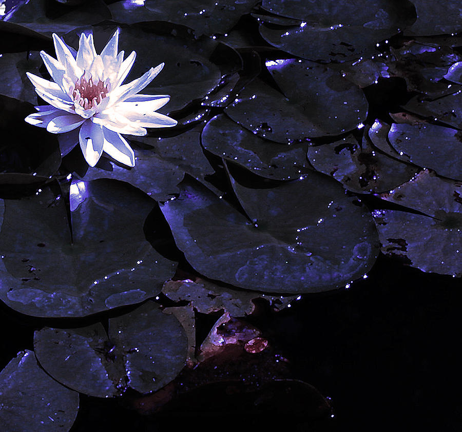 Night Lotus Photograph by Anne Cameron Cutri