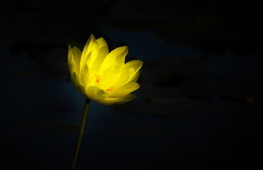 Night Lotus Photograph by Dick Hudson